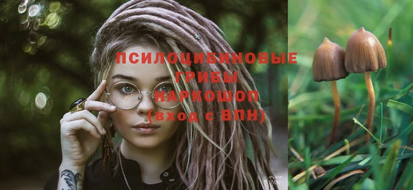 молекула духа Новозыбков